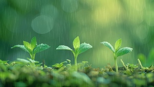 雨中小芽