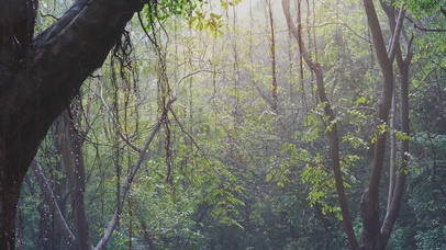 雨中的雨林