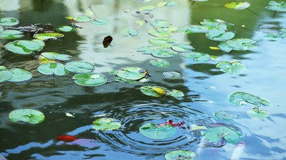 池塘鱼儿清新唯美动态