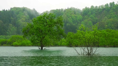 雨天护眼湖中绿树