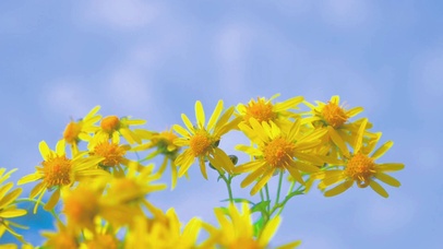 蓝天下的小黄花