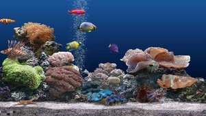 放松水族馆