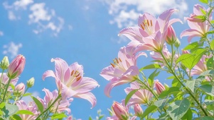 晴空花意百合