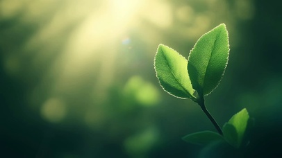 阳光下的嫩叶