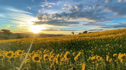 向日葵花海