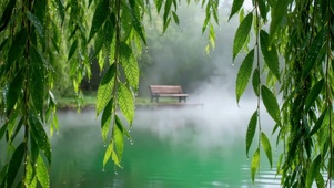 烟雨河畔雨后垂柳风光