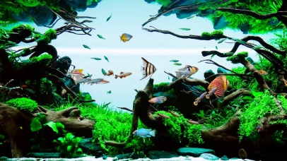 养眼假山水草鱼