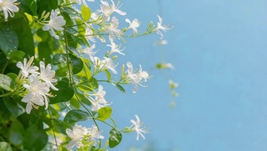唯美白色小花