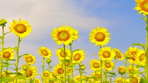 夏日向日葵