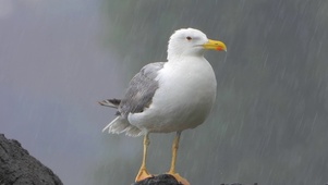 雨天海鸥