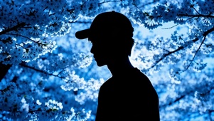 蓝调樱花少年剪影