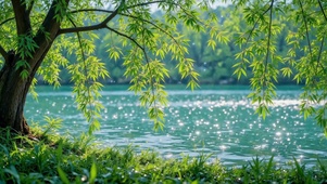 清新河畔垂柳绿意风光