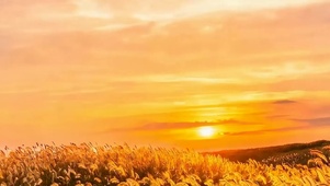 夕阳树木带鱼屏