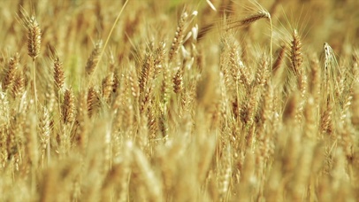 4K金色麦穗
