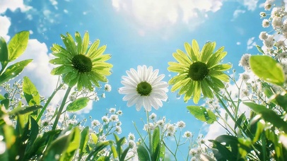 蓝天下小清新鲜花