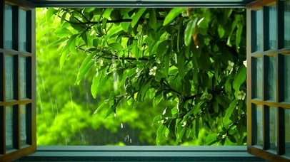 窗外静心绿叶雨