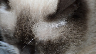 【桌面养猫】似梦似醒的喵星人