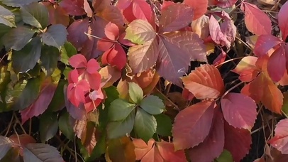 爬山虎- 植物