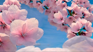 桃花开