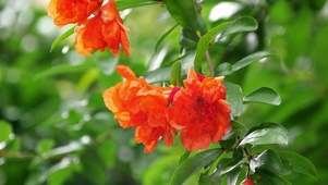 唯美石榴花