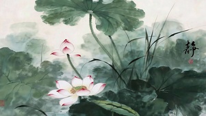 清荷 禅意