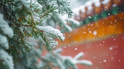 冬季雪景松树风雪