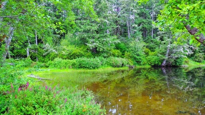 4K治愈森林池塘