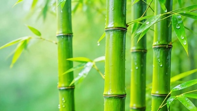 护眼竹林小雨4K