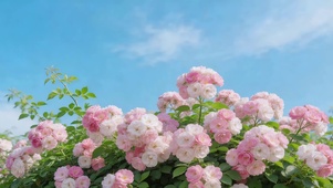 春天小清新樱花