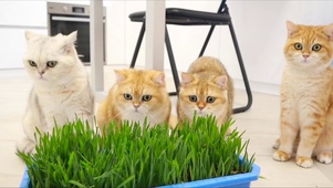 可爱小猫咪