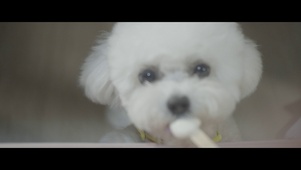 4k可爱比熊犬