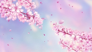超美春季樱花
