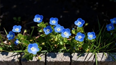 阳光下的蓝色小花