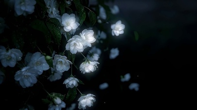 山茶花