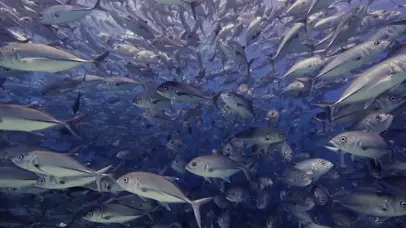 海底世界震撼鱼群