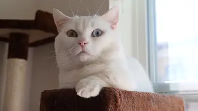异色瞳小白猫