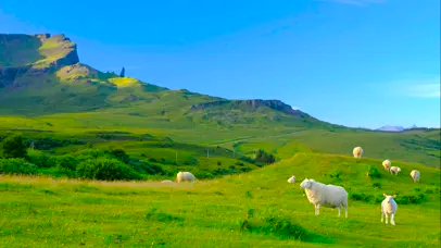 草原上的羊羔