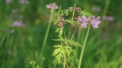 4k唯美升格蝴蝶在花丛中飞舞