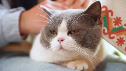 睡眼惺忪的小猫咪