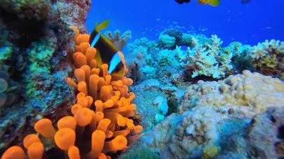 4K海底世界红海葵