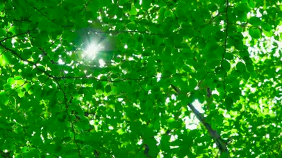 阳光护眼绿树叶
