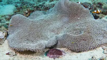 小丑鱼繁殖宝宝