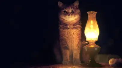 台灯旁的猫咪