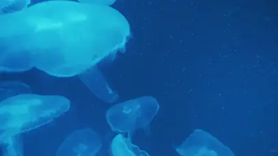 4K夜光水母海洋风景海底世界