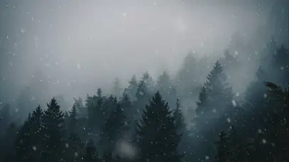 森林飘雪