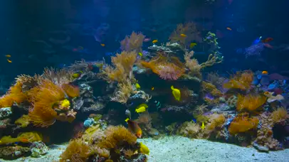 水族馆珊瑚鱼