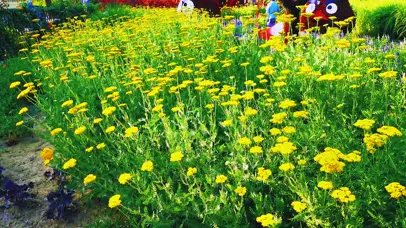 好多黄花