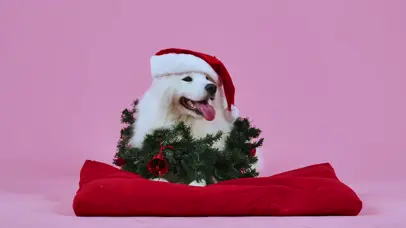 4K圣诞帽子汪星人