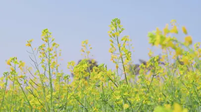 4K唯美蓝天黄色油菜花春天