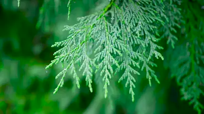 舒心治愈的护眼小雨
